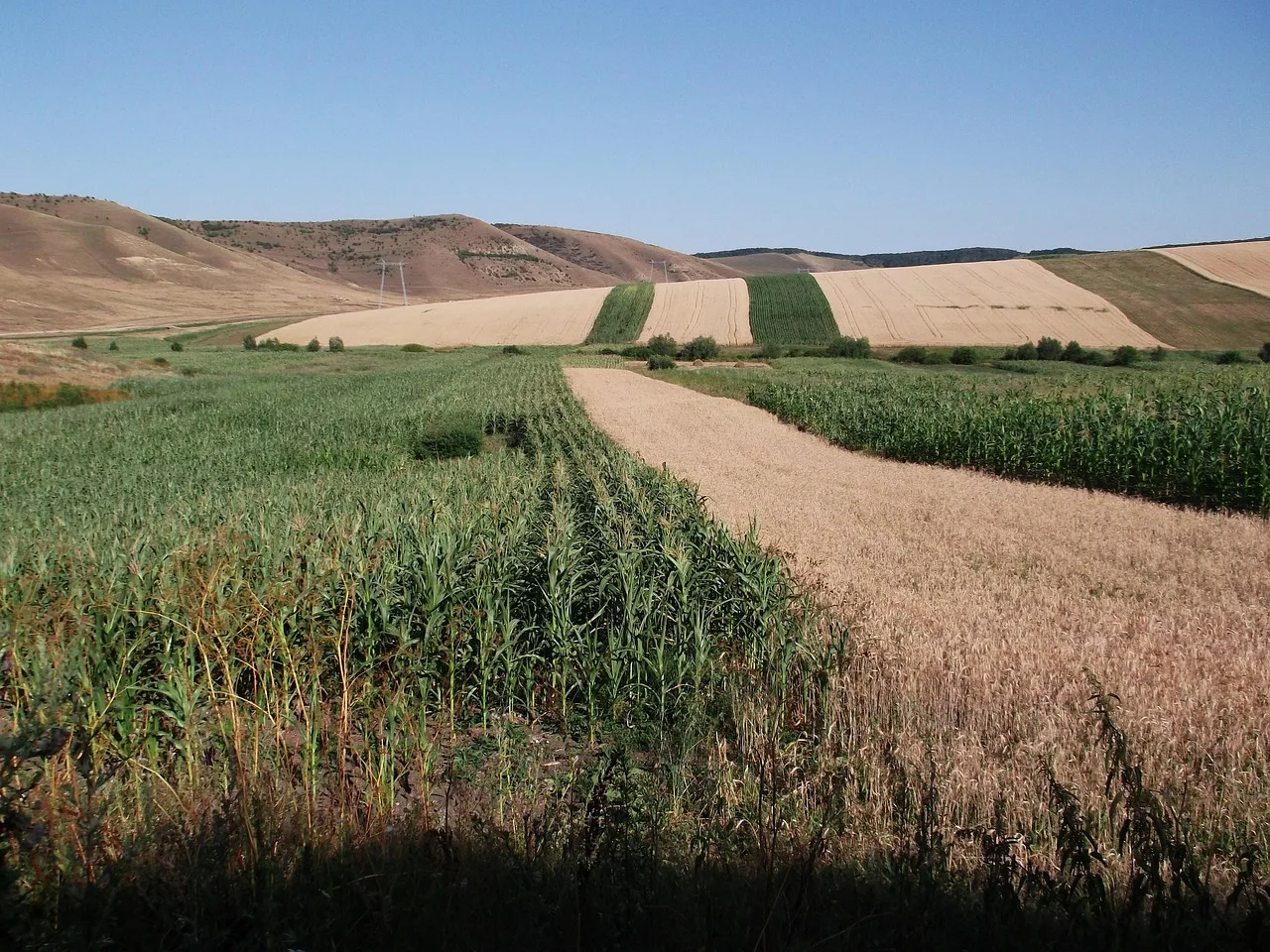 Agricultura în Câmpia Romanaților: culturile principale ale județului Olt
