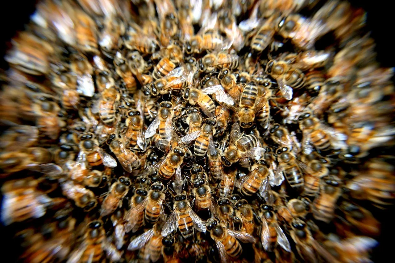 Apicultura în Gorj: Atractivitatea mierii de munte din zonă