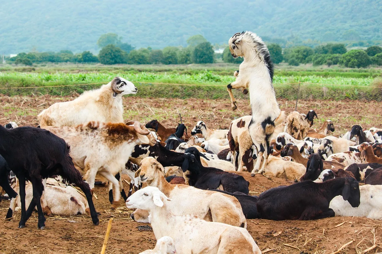 Campanie de vaccinare de urgență pentru ovine și caprine în Olt