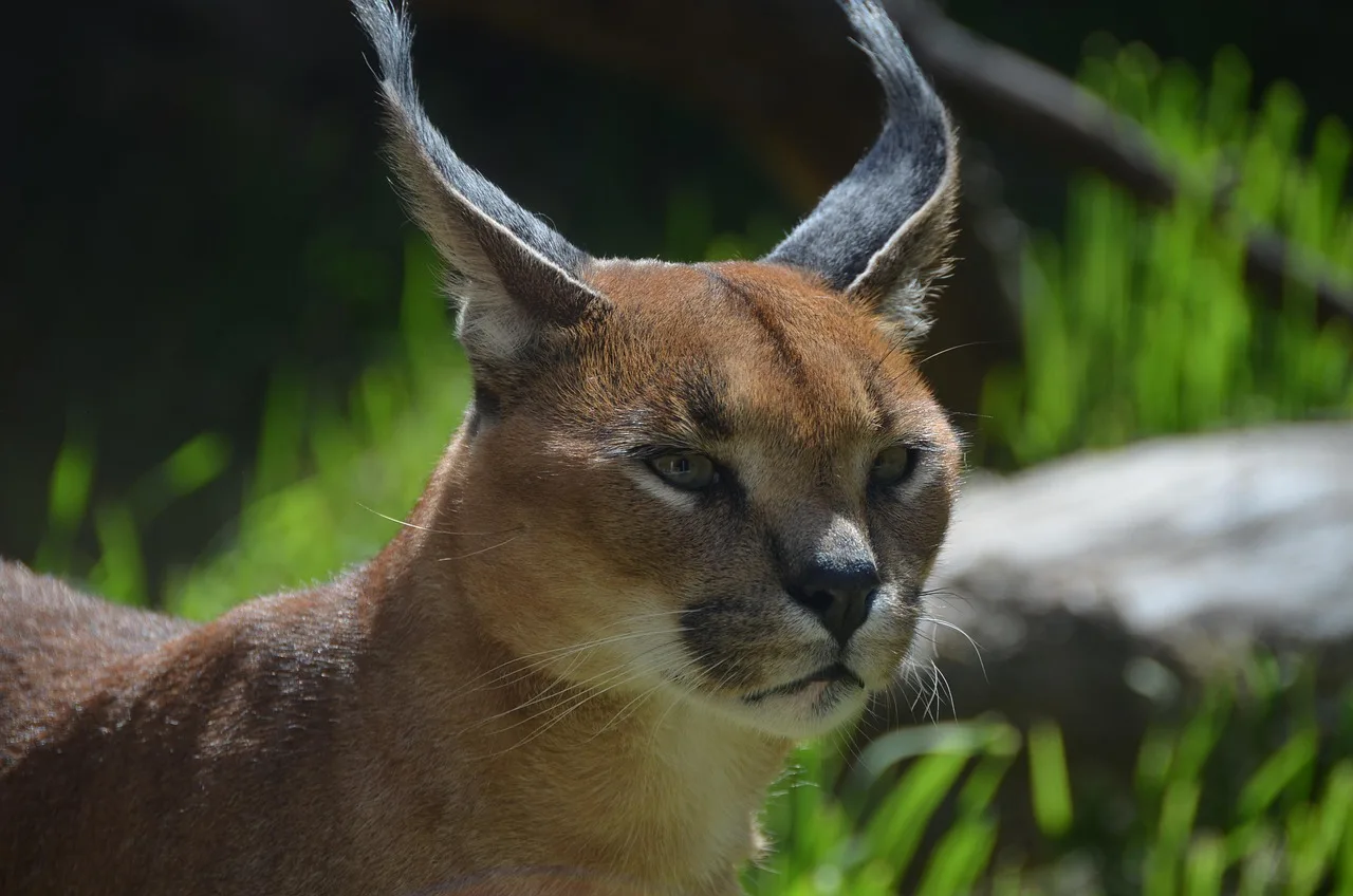 Obiective turistice de vizitat în Caracal și împrejurimi